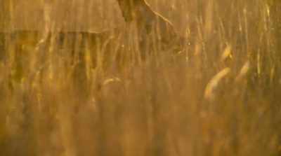 She's trained them
to think and hunt as one. - Surviving Paradise: A Family Tale