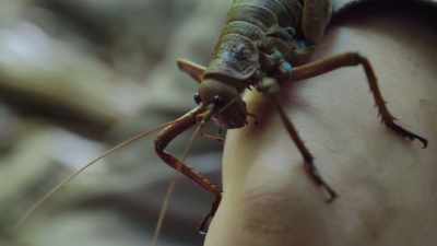 She's very docile, - Modern Dinosaurs
