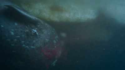 She's wounded him so seriously - Frozen Planet II