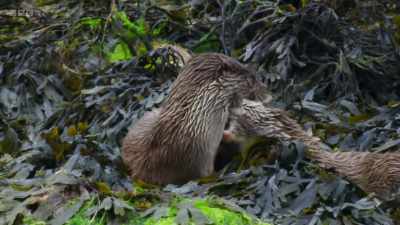 Shetland's isolation and its
relative lack of pollution - Wild Isles