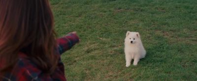 Shh Sit Sit - The Proposal