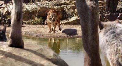 Shift your hunting ground for a few years - The Jungle Book