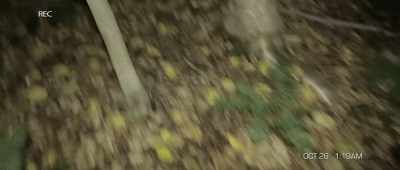 Shit! I think I dropped my phone out there. - The Gracefield Incident