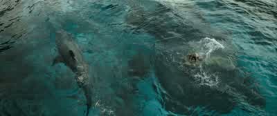 Shit. Oh, you're kidding me. - The Shallows