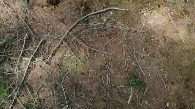 Short, rounded wings and a foot-long tail,
steer through dense forests, - Super/Natural