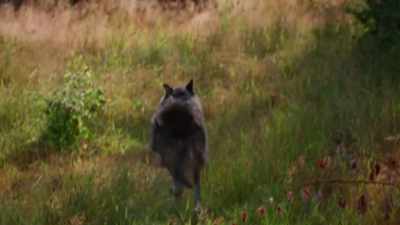 [shot fires] - Yellowstone Romance