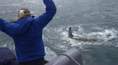 (shouting) - Shark Attack Files