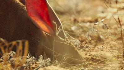 Shovel-like claws and powerful legs
enable it to dig down - Seven Worlds, One Planet