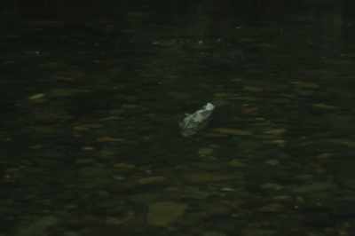 Show me a wild salmon, - Artifishal