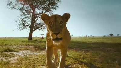 Show no fear. Face danger head-on. - Serengeti