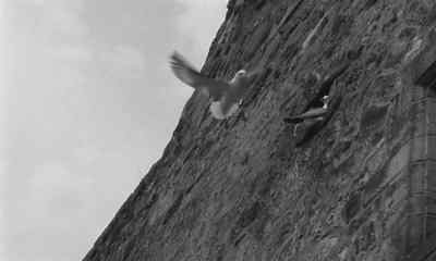 [Shrill Squawking] - Cul de sac