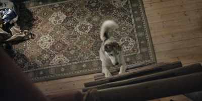 Shut up, shut up.
Shut up, shut up, shut up. - The Year of the Dog