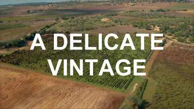 Sicily has a reputation
for being a traditional, - Stanley Tucci: Searching for Italy