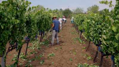 Sicily is one of the oldest - Stanley Tucci: Searching for Italy