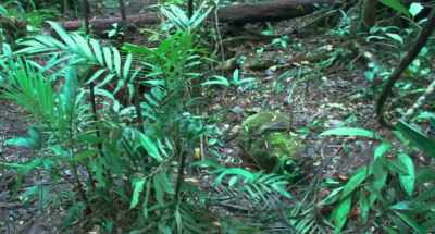 Sick of Camp 900... - Onoda: 10,000 Nights in the Jungle