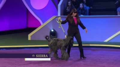 Sierra, an Afghan Hound
rescued by - 2022 American Rescue Dog Show