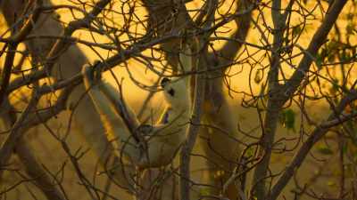 Sifakas mostly rely
on leaves for food and water. - Our Great National Parks