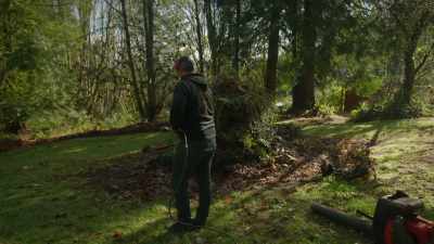 (sighs) - Trees and Other Entanglements