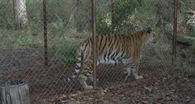 [sighs] - The Tiger Rising