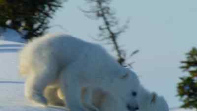 Sika bounds ahead
whilst Tala tries to keep up. - Predators