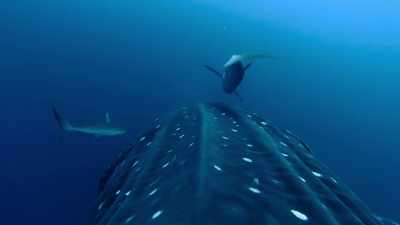 Silky sharks,
themselves three metres long, - Blue Planet II