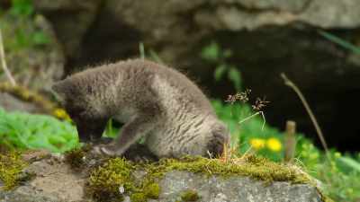 Silver is more like her dad. - Wild Babies