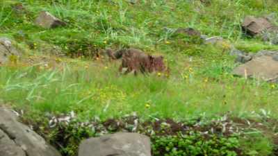 Silver's dad is lucky
to come away unharmed. - Wild Babies