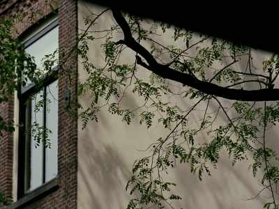 Simons reported that since her
former neighbour was divorced, - Occupied City