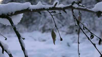 Simple stuff like getting
firewood and getting water, - Life Below Zero: Next Generation