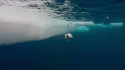 Since birth, this pup
has tripled in weight, - Frozen Planet II