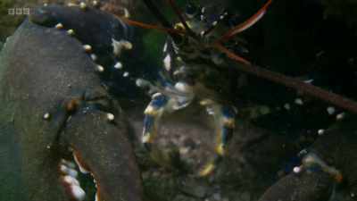 Since its creation in Lamlash Bay,
biodiversity has increased fourfold. - Wild Isles
