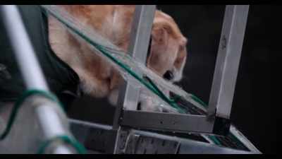 Since he was a puppy,
Ice has been my partner. - Dogs