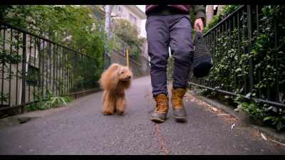 Since he was a puppy, - Dogs