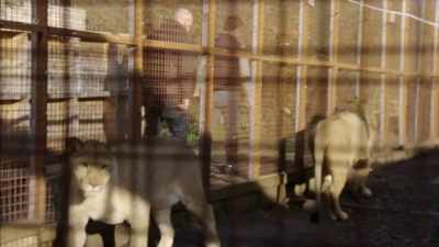 'Since Reece
had adopted these animals, - Britain's Tiger Kings - On the Trail with Ross Kemp