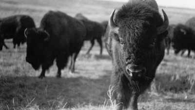 Since some of Pablo's herd
hadn't yet been rounded up - The American Buffalo