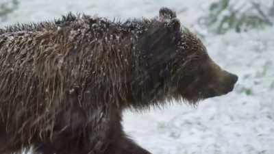 Since spring, she's gained
30% more body weight. - Epic Yellowstone