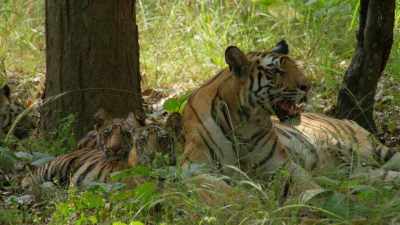 Since the birth of her cubs, - Dynasties