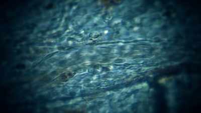 Since the cell has its own - Superhuman: The Invisible Made Visible
