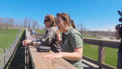 Since the fence line
introduction went so well, - Secrets of the Zoo