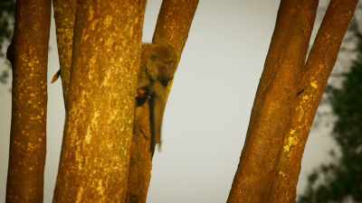 Since their friendship
was rekindled, - Serengeti