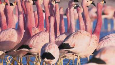 Since then, - Attenborough's Life in Colour