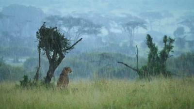 'Since winter,
the tropical rain band - A Year on Planet Earth