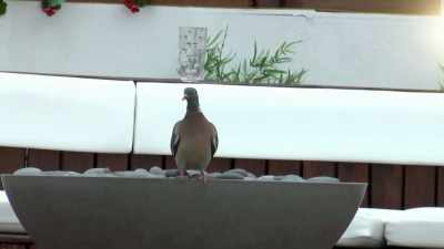 SINGER: # I'm like a bird - Love Island