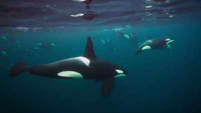 (SINGING) - Blue Planet II