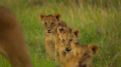 Single-handedly,
she's kept them all well-fed. - Surviving Paradise: A Family Tale