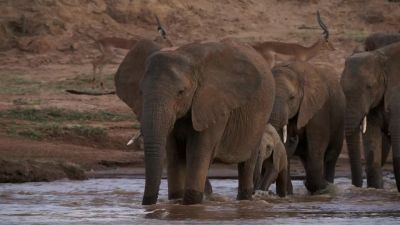 Single-tusked Latifa, leads the group. - Chasing the Rains