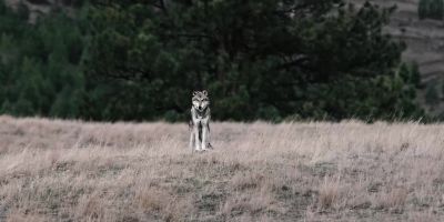 (SINISTER MUSIC) - Yellowstone