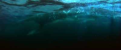 [sinister music] - Shark Bait