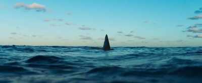 [sinister music] - Shark Bait