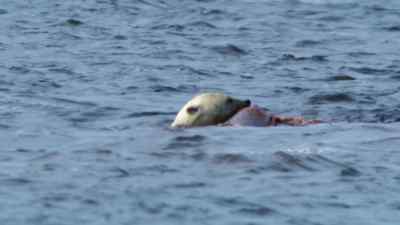 Sinking his jaws into its body, - Predators